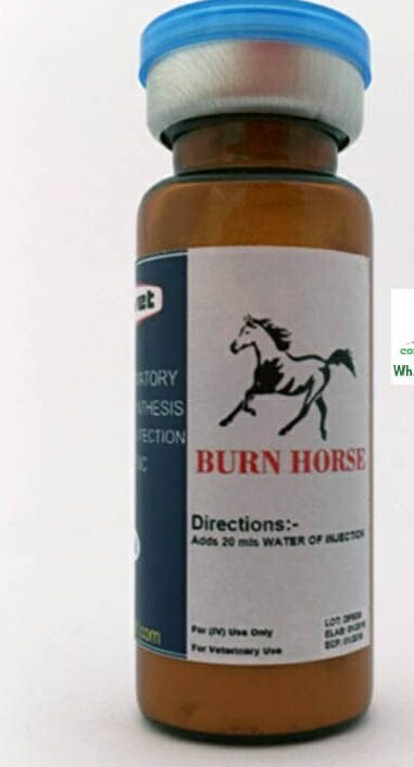 Burn horse